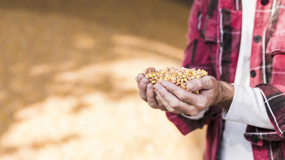 Seed Treatment - Switch Ag