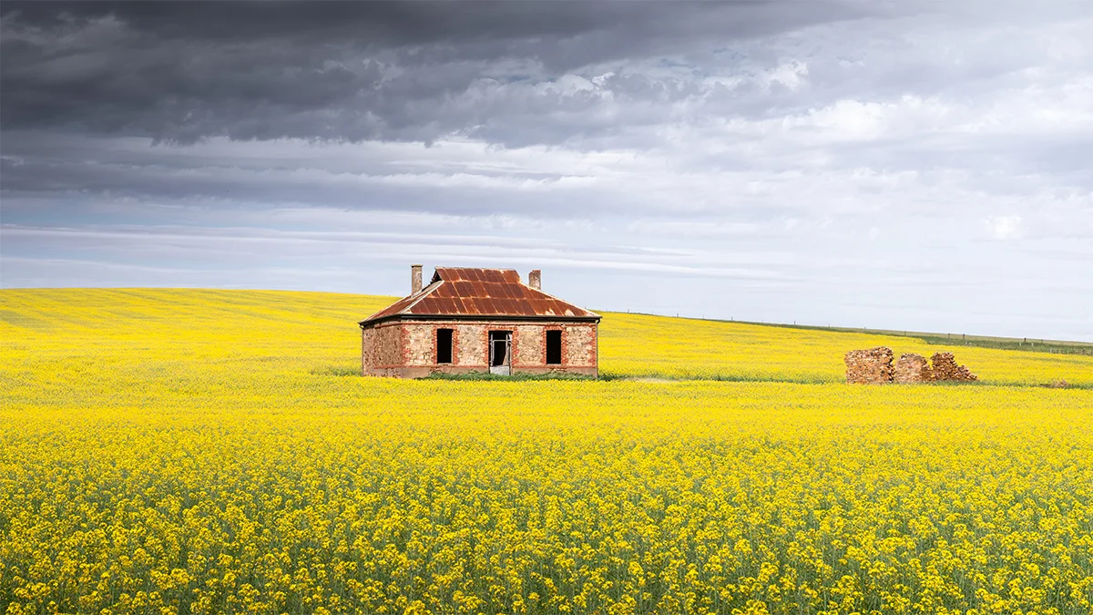 Canola Field Nutrition | Switch Ag Fertilisers