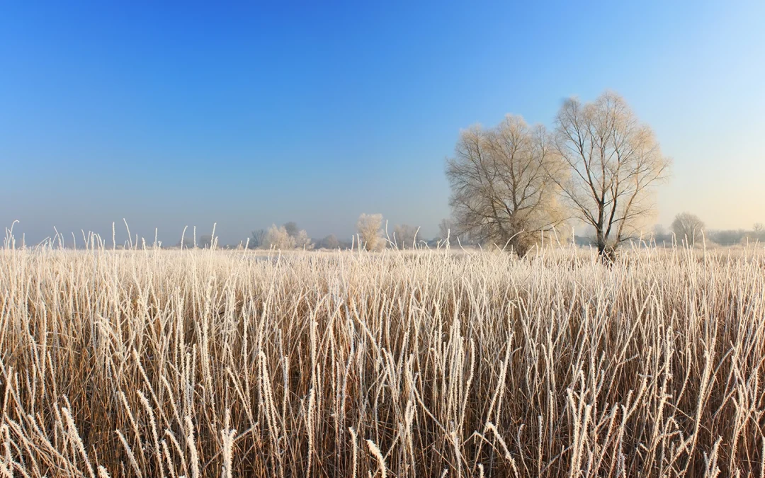 Managing Frost Risk with Crop Nutrition